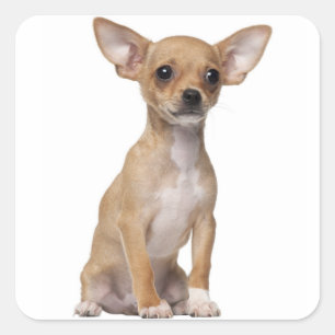 Chihuahua Puppy Dog Stickers / Seals