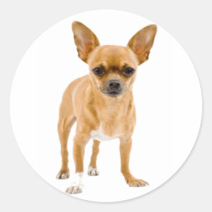 Chihuahua Puppy Dog Stickers / Seals