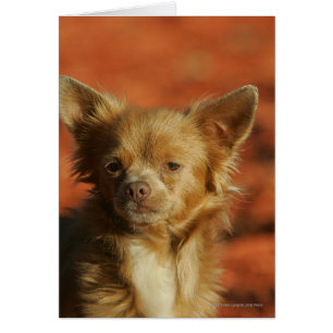 Chihuahua Puppy Headshot