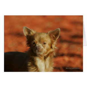 Chihuahua Puppy Headshot