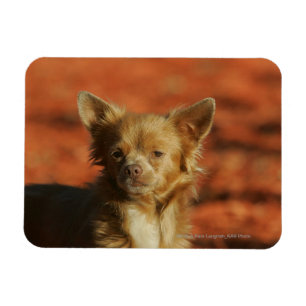 Chihuahua Puppy Headshot Magnet