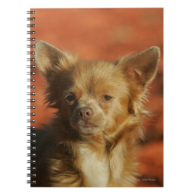 Chihuahua Puppy Headshot Notebook (Front)