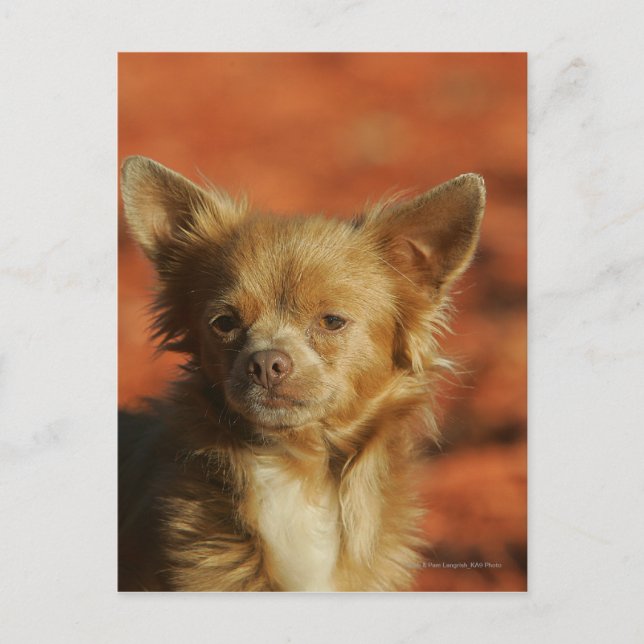 Chihuahua Puppy Headshot Postcard (Front)