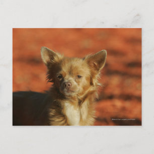 Chihuahua Puppy Headshot Postcard