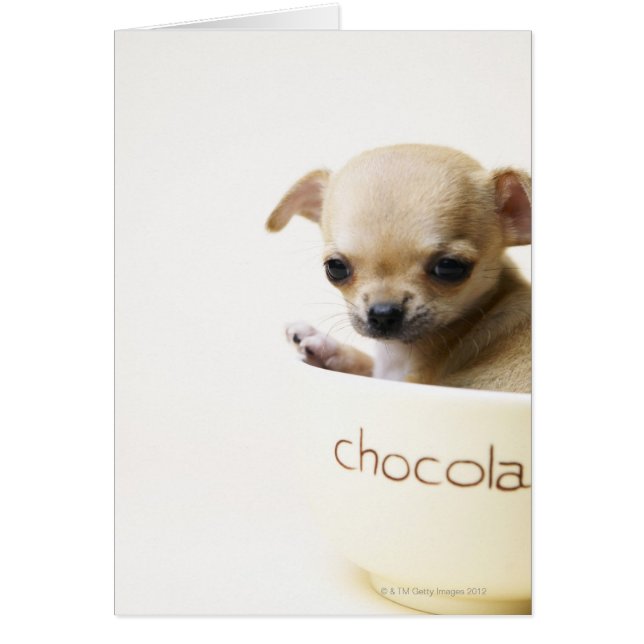 Chihuahua puppy in bowl (cropped) (Front)