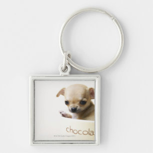 Chihuahua puppy in bowl (cropped) keychain