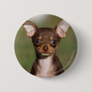 Chihuahua Puppy Looking at Camera 2 Inch Round Button