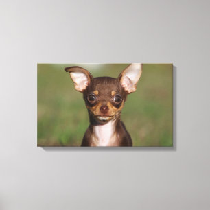 Chihuahua Puppy Looking at Camera Canvas Print