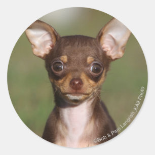Chihuahua Puppy Looking at Camera Classic Round Sticker