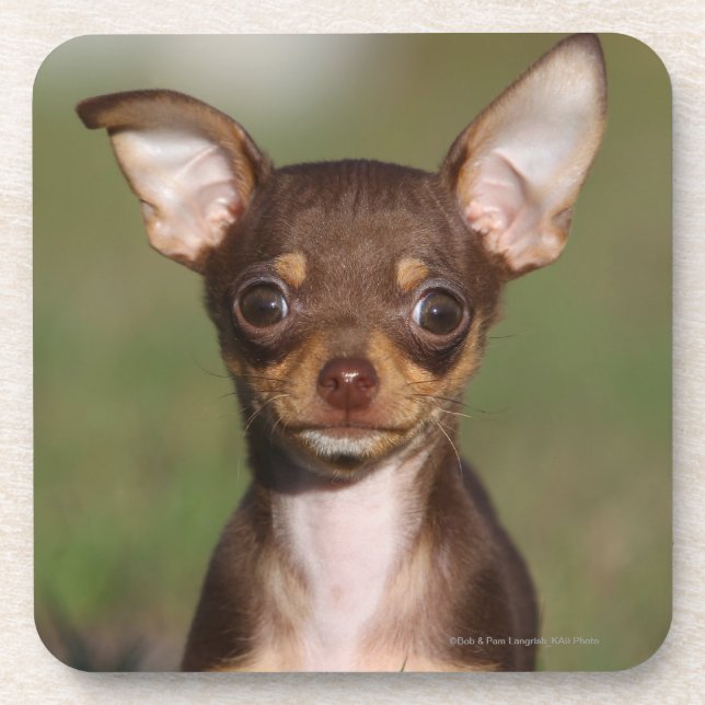 Chihuahua Puppy Looking at Camera Coaster (Front)