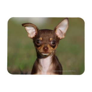 Chihuahua Puppy Looking at Camera Magnet