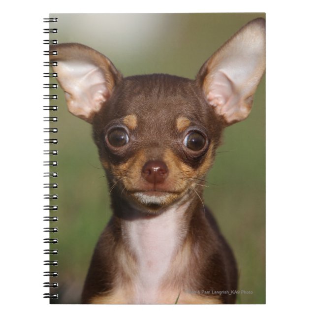 Chihuahua Puppy Looking at Camera Notebook (Front)