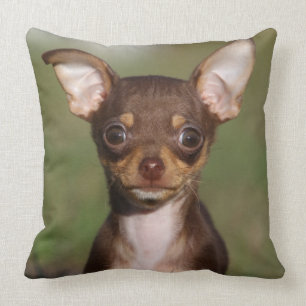 Chihuahua Puppy Looking at Camera Throw Pillow
