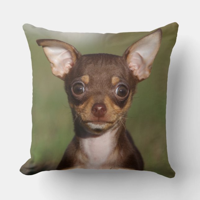 Chihuahua Puppy Looking at Camera Throw Pillow (Front)