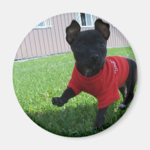 Chihuahua Puppy Magnet