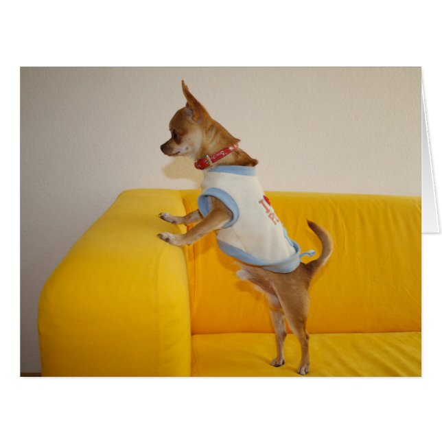 Chihuahua Puppy On Yellow Sofa (Front Horizontal)