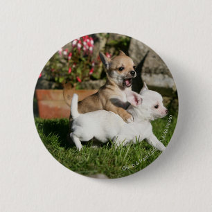Chihuahua Puppy Playing 2 Inch Round Button