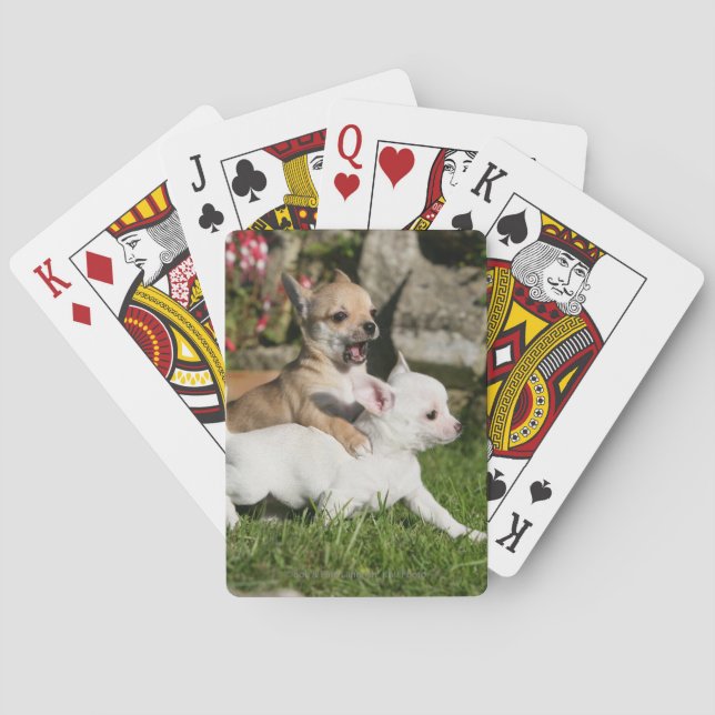 Chihuahua Puppy Playing Cards (Back)