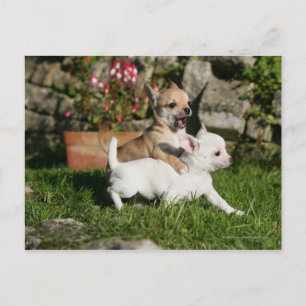Chihuahua Puppy Playing Postcard