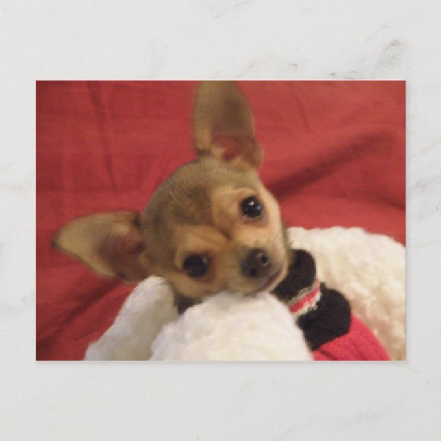 Chihuahua puppy post card (Front)