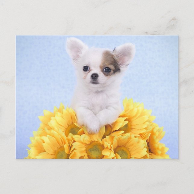 Chihuahua puppy postcard (Front)