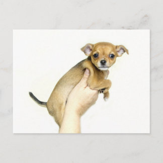 Chihuahua Puppy Postcard