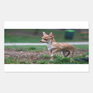 Chihuahua Puppy Sticker