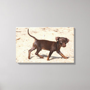 Chihuahua Puppy Walking Canvas Print