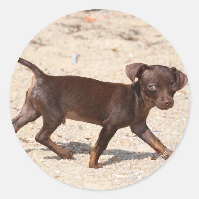 Chihuahua Puppy Walking Classic Round Sticker (Front)