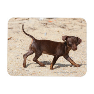 Chihuahua Puppy Walking Magnet