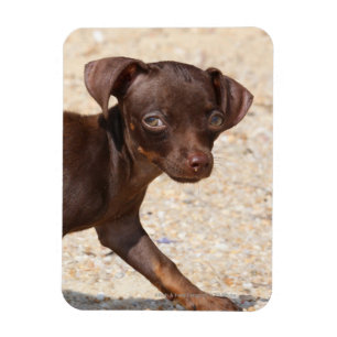 Chihuahua Puppy Walking Magnet
