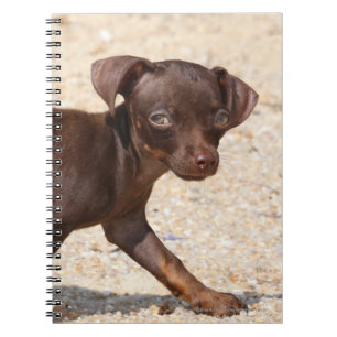 Chihuahua Puppy Walking Notebook