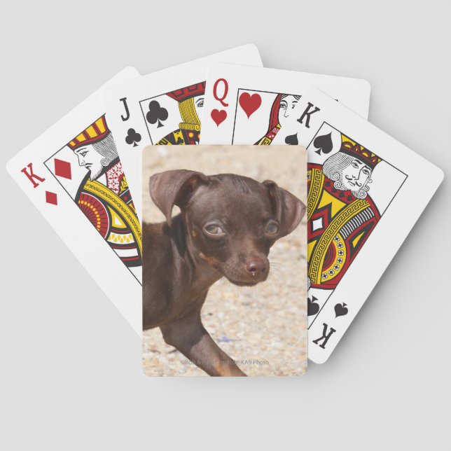 Chihuahua Puppy Walking Playing Cards (Back)