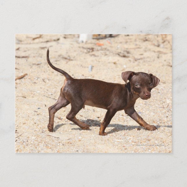 Chihuahua Puppy Walking Postcard (Front)