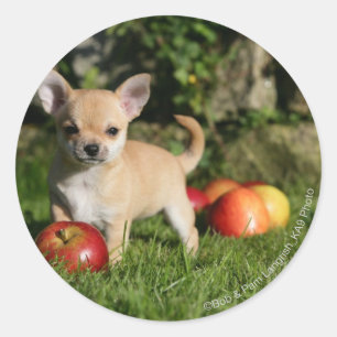 Chihuahua Puppy with Apples Classic Round Sticker