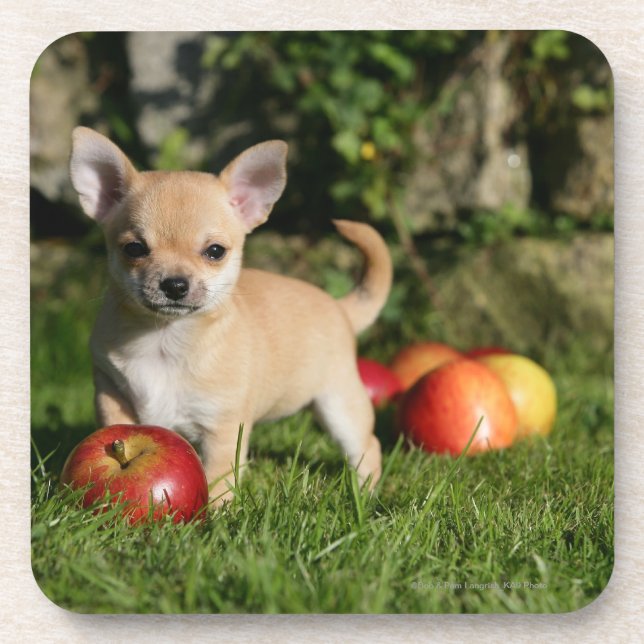 Chihuahua Puppy with Apples Coaster (Front)