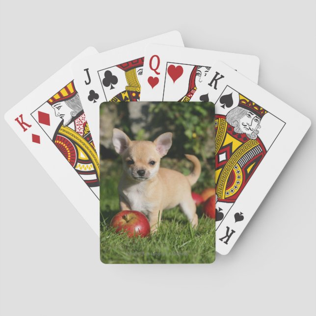 Chihuahua Puppy with Apples Playing Cards (Back)