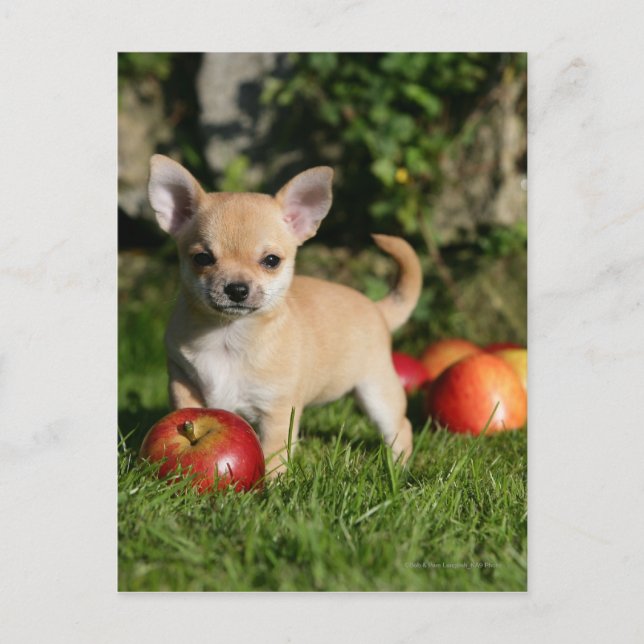 Chihuahua Puppy with Apples Postcard (Front)