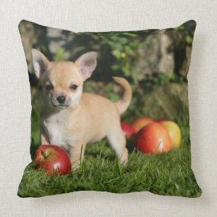 Chihuahua Puppy with Apples Throw Pillow
