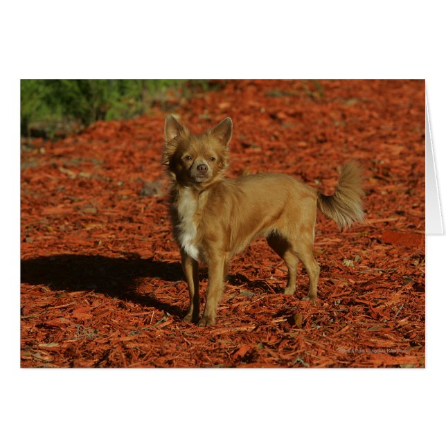 Chihuahua Regardant la caméra (Devant horizontal)