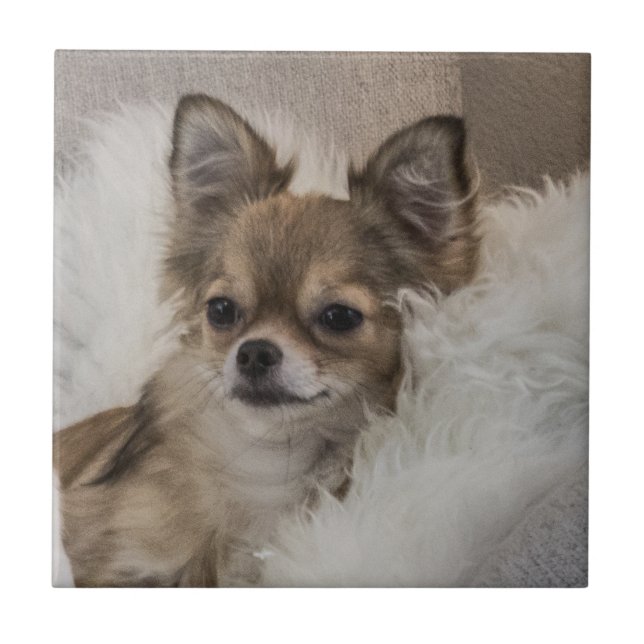 Chihuahua Relaxing Tile (Front)