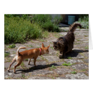 Chihuahua rencontre un chat