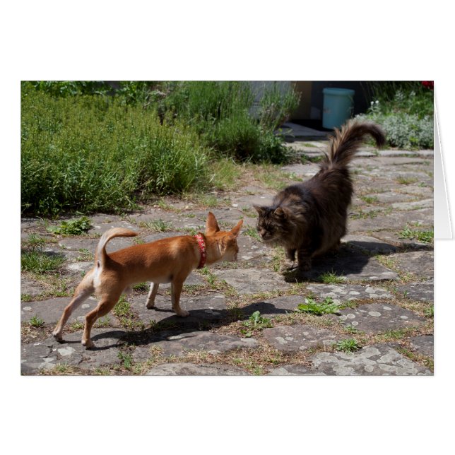 Chihuahua rencontre un chat (Devant Horizontal)