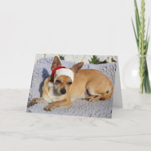 Chihuahua Santa Holiday Card