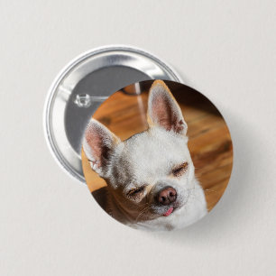 Chihuahua sleepy squint relaxed tongue out Photo 2 Inch Round Button