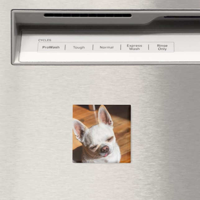 Chihuahua sleepy squint relaxed tongue out Photo Magnet (In Situ (Dishwasher))