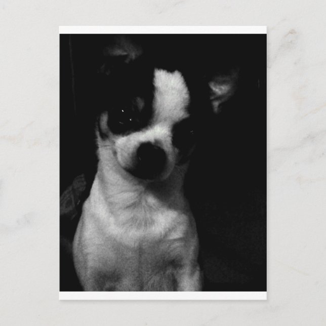 Chihuahua Small Dog Postcard (Front)