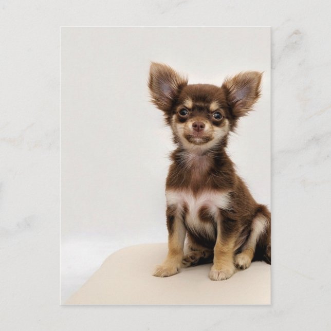 Chihuahua Small Dog Postcard (Front)