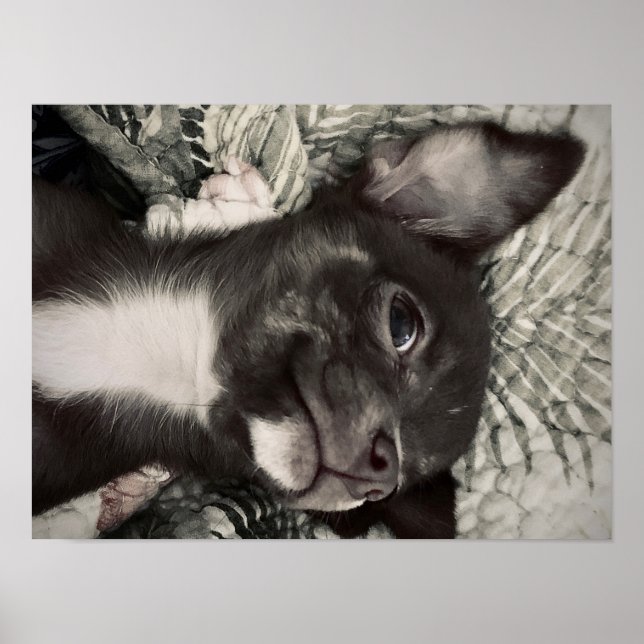 Chihuahua Smiling Print (Front)
