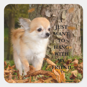 Chihuahua    square sticker